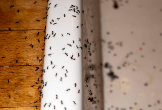 Best Local Pest Control Services  in Stevenson, AL