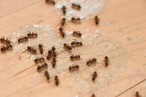 Best Exterminator Services  in Stevenson, AL